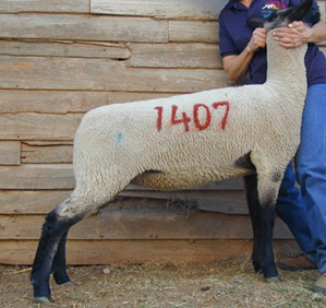 1407.jpg