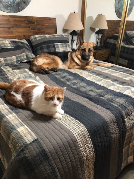Bed buddies.jpg