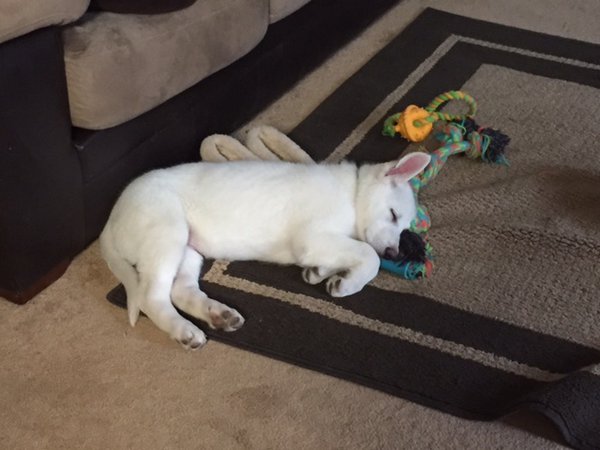 Cute sleepy Jaeger.jpg