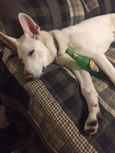 Drunk Jaeger puppy.jpg