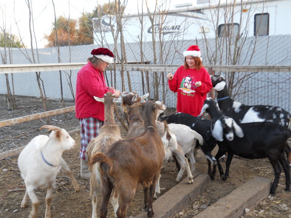 Hall, Thanx, goats 2011 014.jpg