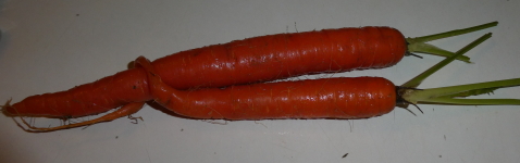 intertwined carrots.jpg
