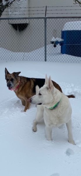 Kricket & Jaeger snow.jpg