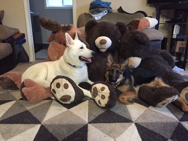 My puppies.jpg