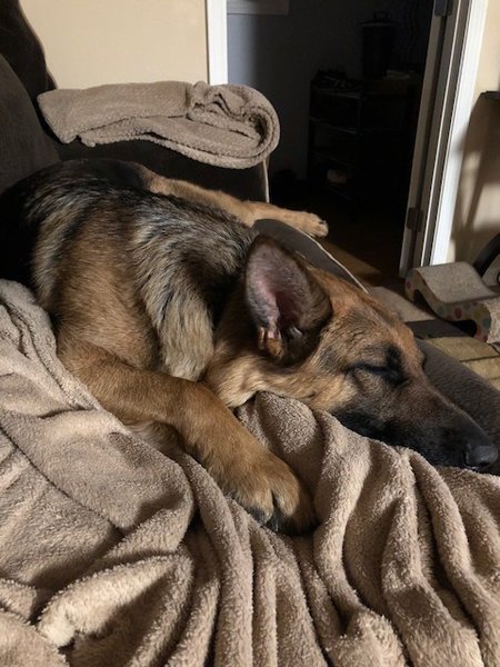 Nap time for Kricket.jpg