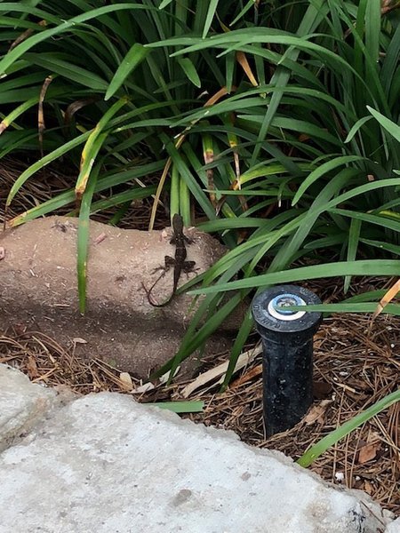 Pandoran lizard.jpg