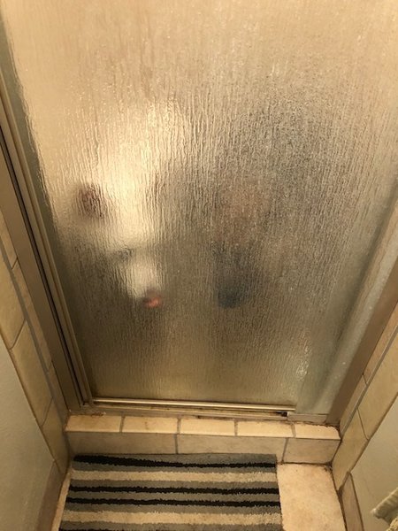 Wet dogs.jpg