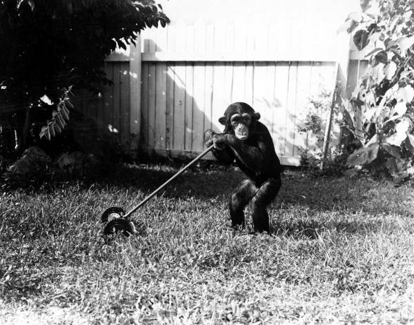 yard.jpg