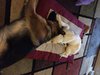 Sleepy puppies.jpg